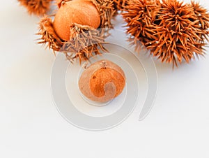 Natural chestnuts on white background Isolated.Chestnuts isolated.