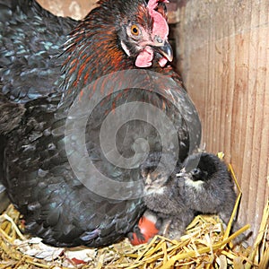 Natural chick rearing, a black hen breeds in the stall on straw, makes gluck smells, she warns her freshly hatched children, she photo