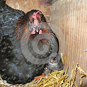 Natural chick rearing, black hen breeds in the stall on straw, photo