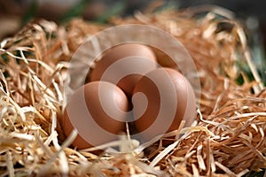 natural chicken egg on wooden table, rustic free range chicken natural farm food yolk and white of bird animal