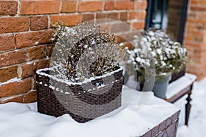 Natural christmas decoration with branches in rattan basket and pine tree in plant pot decorating entrance store in