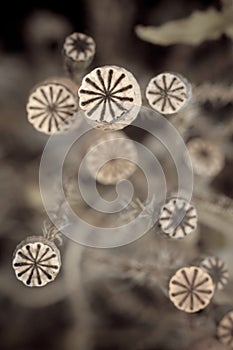 Natural circles of poppy capsules