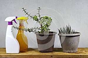 natural cleaning products and products pot of Portulacaria Afra and Haworthia succulent houseplant on wooden table .