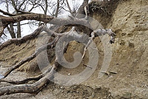 natural cliffs with overturned tree