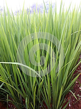 Natural climate Paddy Green