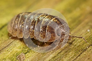 Close-up on a common pill woodlouse, Armadillidium vulgare , sitting on a piece of wood