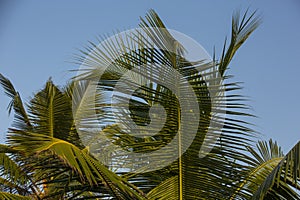 Natural close up day shot of a tall palm trees with large green leaves and branches on a clear blue sky background. Sri Lanka