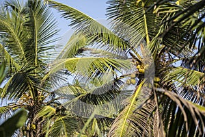 Natural close up day shot of a tall palm trees with large green leaves, branches and coconuts on a clear blue sky background. Sri