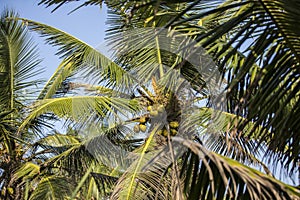 Natural close up day shot of a tall palm trees with large green leaves, branches and coconuts on a clear blue sky background. Sri