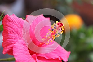 Natural close up hibiscus flower pic