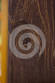 Natural close-up texture of a tree