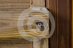 Natural close-up texture of a tree
