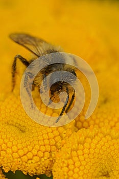Natural closeup on a 2nd generation male Yellow-legged minin bee, Andrena flavipes on a yellow Tansy flower