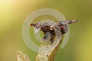 Closeup on an add looking Spot-winged Spring Beegrabber, Myopa tessellatipennis , sitting on top of the vegetation photo