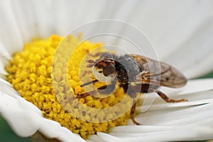 Closeup on an add looking Spot-winged Spring Beegrabber, Myopa tessellatipennis , on a white flower photo