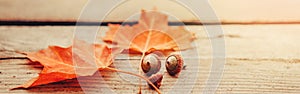 Natural closeup background with red autumn fall maple leaves and acorns on wooden planks.