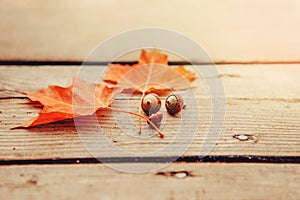 natural closeup background with red autumn fall maple leaves and acorns on wooden planks