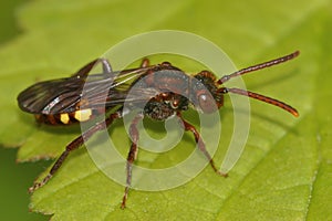 Natural closeup on a beautiful red female Panzer's Nomada bee, Nomada panzeri sitting on a green leaf