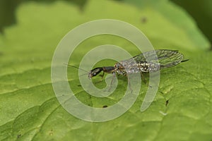 Closeup on a bizarre looking snake fly, Subilla confinis, sitting on a green leaf photo