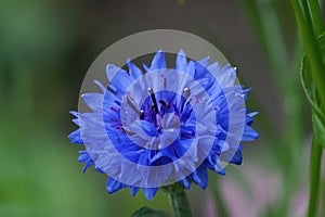 Detallado sobre el azul flor de no lo sabe en 