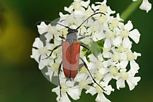Natural closeup on the brilliant red Anastrangalia reyi, longhorn beetle on a white flower in the field