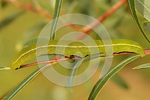Closeup on a colorful green caterpillar of the Herald moth, Scoliopteryx libatrix sitting on Salix leaf