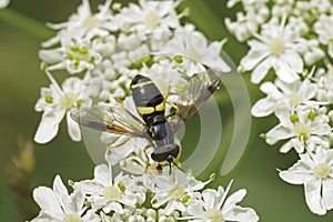 Closeup on a colorful Two-banded Spearhorn hoverfly, Chrysotoxum bicinctum sitting on white hogweed flower