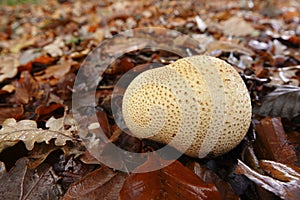 Closeup on the common earth ball mushroom, Scleroderma citrinum sitting on the forest floor