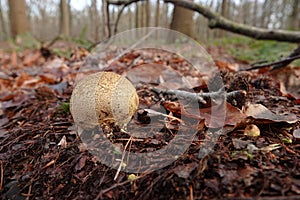 Dettagliato sul comune O maiale veleno soffio fungo crescente sul foresta pavimento 