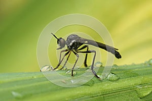 Closeup on the common Striped-legged Robber Fly, Dioctria hyalipennis sitting on a bamboo leaf in the garden