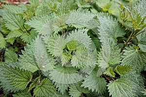 Closeup on the emerging green foliage of the common burn or stinging nettle Urtica diocia