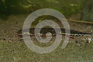 Closeup on the endangered Portuguese bosca's newt, Lissotriton boscai, underwater photo