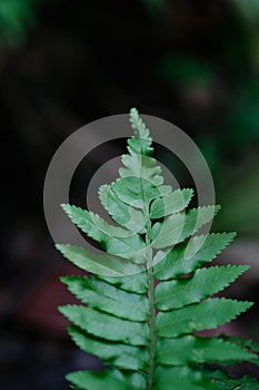 Natural closeup fern leaf agains shallow depth of field for background