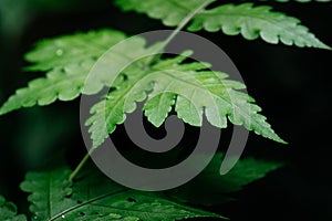 Natural closeup fern leaf agains shallow depth of field for background