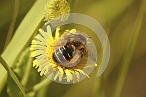 Closeup on a fluffy female Pantaloon bee, Dasypoda hirtipes, sitting on a yellow flower