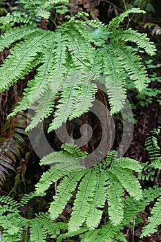 Closeup on the fresh green leaves of the Western of Aleutian maidenhair fern, Adiantum aleuticum in Oregon photo