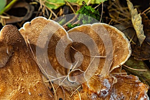 Natural closeup on the Giant Polypore fungus, Meripilus giganteus in the forest photo