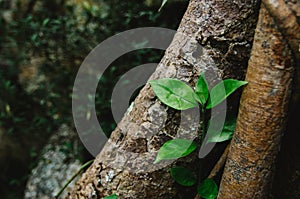 Natural closeup green leaf agains shallow depth of field