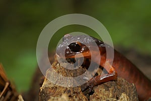 Closeup on a high red colored Souther Ensatina eschscholtzii salmaander with an all black eye photo