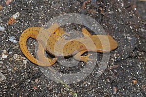 Closeup on a juvenile Notophthalmus viridescens or Red spotted Eastern Broken-Striped Peninsula Newt