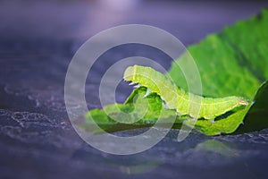 Natural closeup on the large green caterpillar of the Angle Shades Phlogophora meticulosa.