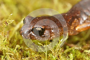 Natural closeup macro shot of an orange colored Northern Californian ensatina eschscholtzii salamander on green moss