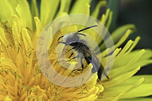 Closeup on a male Mellow miner solitary bee, Andrena mitis in a yellow dandelion flower photo