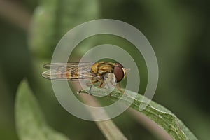 Natural closeup on a marmelade hoverfly, Episyrphus balteatus, sitting on a perched grass leaf in the garden