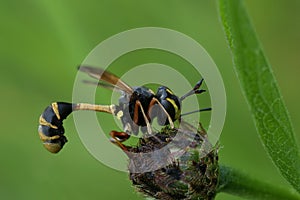 Natural closeup on the odd looking waisted beegrabber fly, Physocephala rufipes