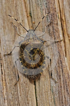 Closeup on an overwintering grey garden bug, Rhaphigaster nebulosa on wood photo