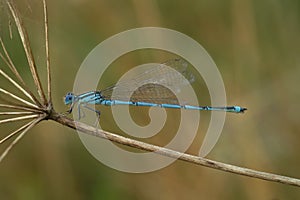 Closeup on a rare blue goblet-marked damselfly, Erythromma lindenii