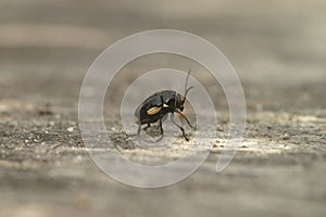 Natural closeup on the small, distinct and colorful Cryptocephalus moraei beetle sitting on wood