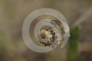 Closeup on a small fluffy Bombylius venosus gray hairy bee fly on a dried flower