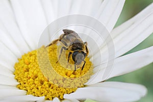 Closeup on a small furrow bee, Lasioglossum calceatum drinking nectar from a common daisy flower, Bellis perennis